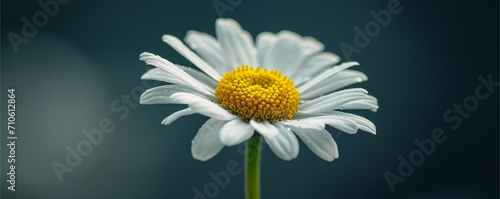 Macro photo and portrait of a single Daisy flower  ai technology
