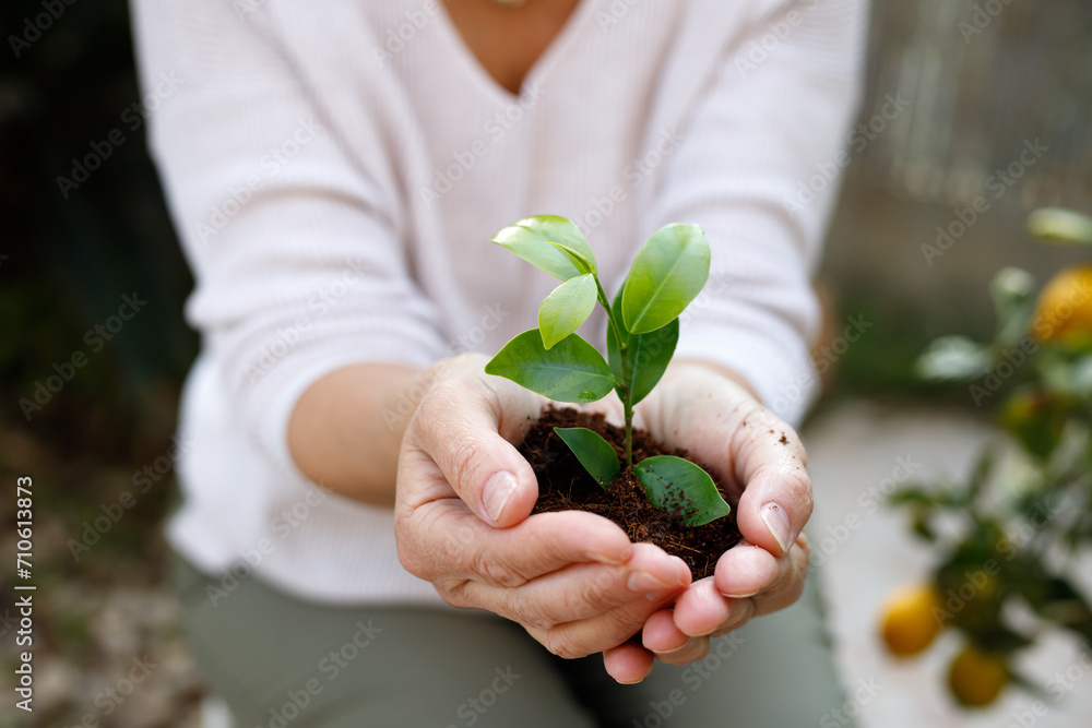 Women's hands plant seedlings in the soil. Young plant, growth of new life. Ecology. Tu Bishvat (B'Shevat) concept Women's hands plant seedlings in the soil. Young plant, growth of new life. Ecology. Tu Bishvat (B'Shevat) concept