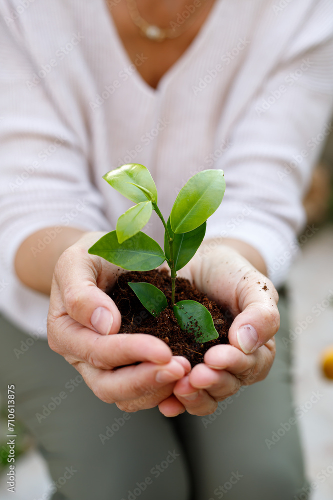 Women's hands plant seedlings in the soil. Young plant, growth of new life. Ecology. Tu Bishvat (B'Shevat) concept Women's hands plant seedlings in the soil. Young plant, growth of new life. Ecology. Tu Bishvat (B'Shevat) concept
