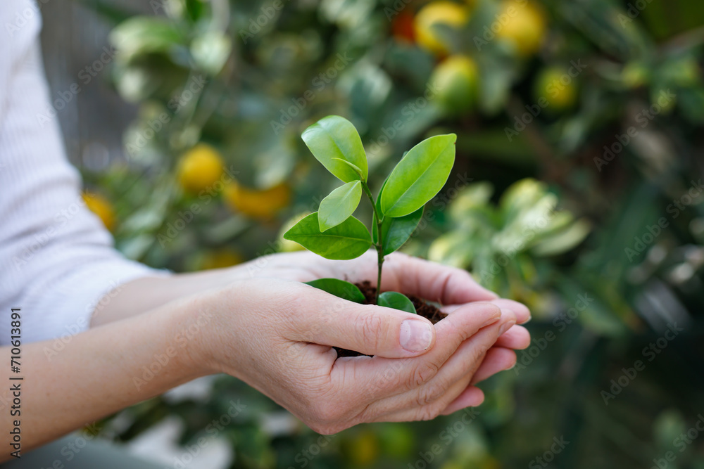Women's hands plant seedlings in the soil. Young plant, growth of new life. Ecology. Tu Bishvat (B'Shevat) concept Women's hands plant seedlings in the soil. Young plant, growth of new life. Ecology. Tu Bishvat (B'Shevat) concept