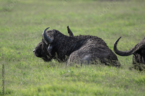 Wallpaper Mural black buffalos on a green meadow in natural conditions in a national park in Kenya Torontodigital.ca