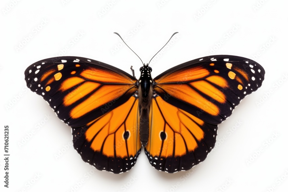Obraz premium Monarch butterfly on white background