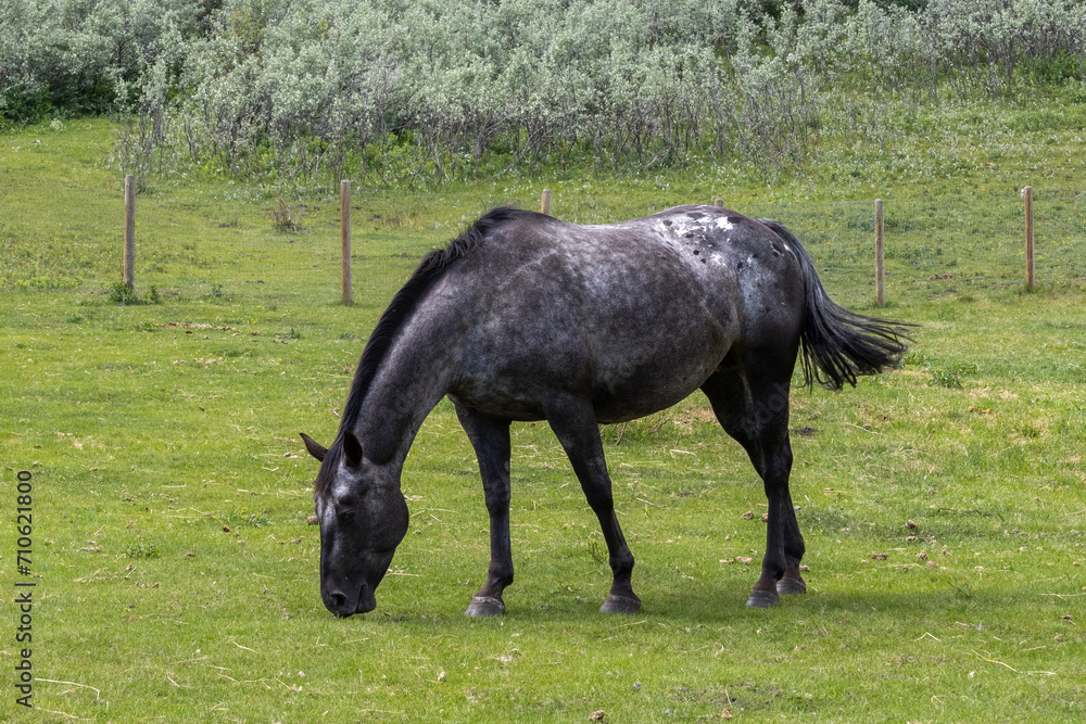Rural scene of a black and gray dappled horse standing in a green pasture grazing on the grass while swishing its tail. Rural scene of a black and gray dappled horse standing in a green pasture grazing on the grass while swishing its tail.
