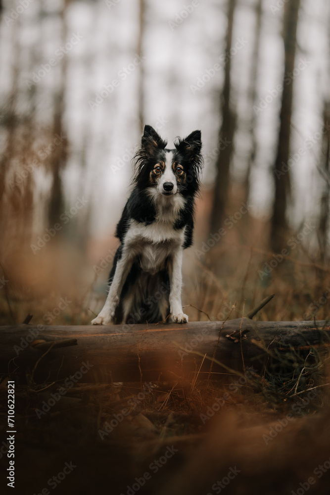 Border Collie stoi na pieńku drzewa w lesie
