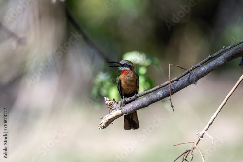 white-fronted bee-eater in natural conditions on a green branch in a national park in Kenya © константин константи