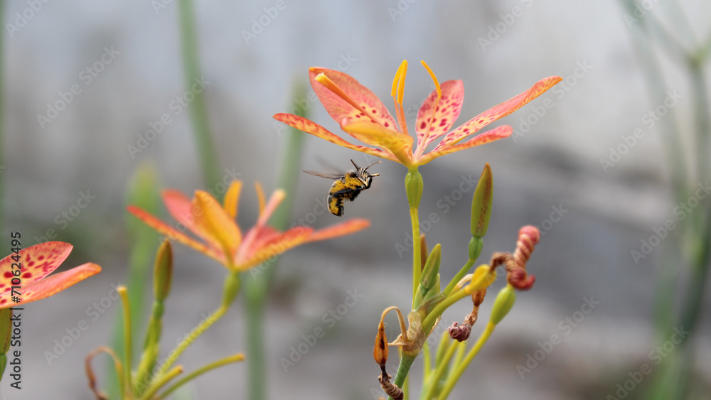 Fototapeta premium A bee flies over a flower in the garden. This asset captures the beauty of nature and is suitable for use in gardening, environmental, and spring-themed designs.