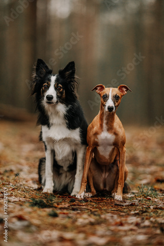 Obraz na płótnie Border collie i whippet siedzą i pozują do zdjęcia w salonie