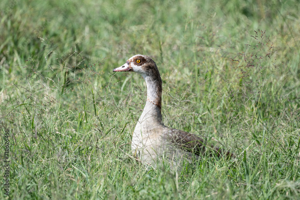 Egyptian duck in natural conditions on a green branch in a national park in Kenya Egyptian duck in natural conditions on a green branch in a national park in Kenya