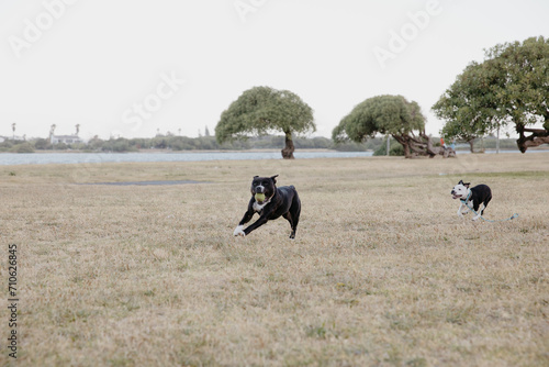Two Staffy dogs running on a grass field with a ball