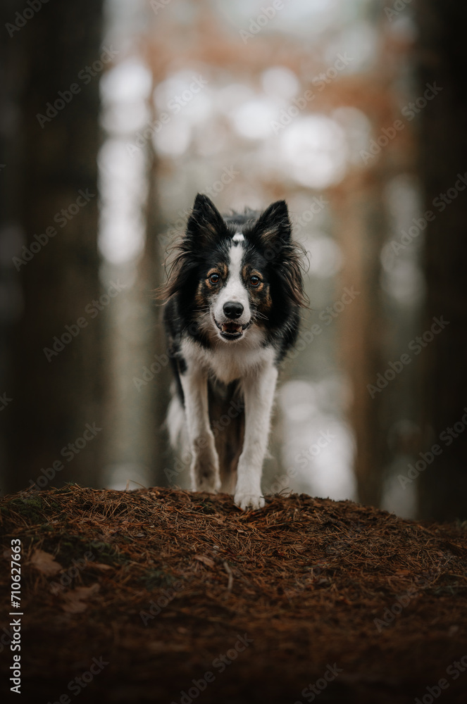 Border collie powoli idzie do przodu