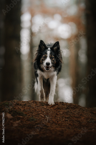 Obraz na płótnie Border collie powoli idzie do przodu w salonie