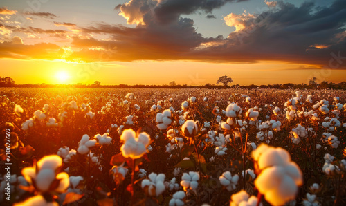 Breathtaking sunset over a vibrant cotton field  with warm sunlight bathing the fluffy cotton bolls in a golden hue against a dramatic sky