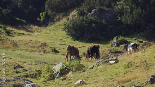 A Herd of Cattle Graze on the Mountainous Terrain on Mount Vranica, Bosnia photo