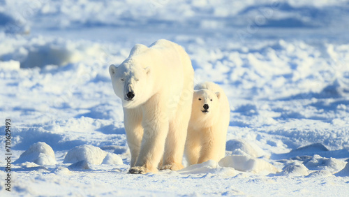 A polar bear and cubs in the snow