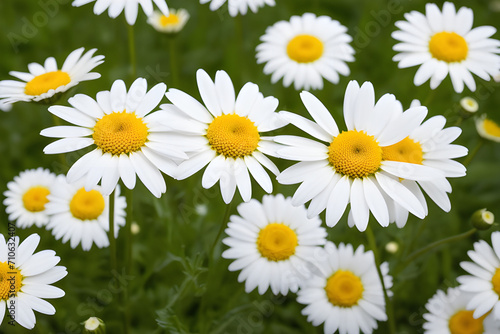 Blossom white flower daisies yellow nature