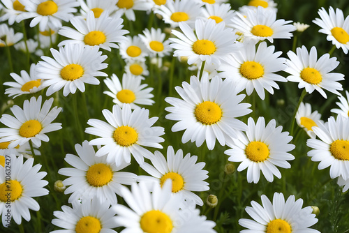 Blossom white flower daisies yellow nature