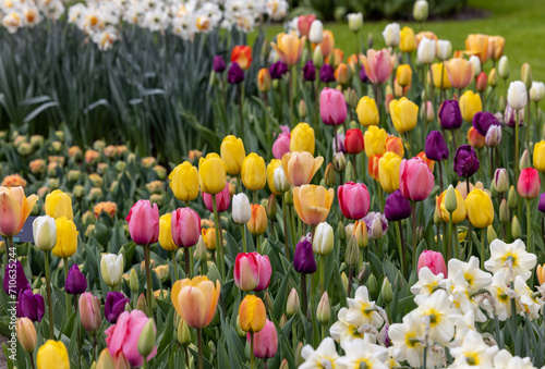 colorful tulips blooming in a garden photo