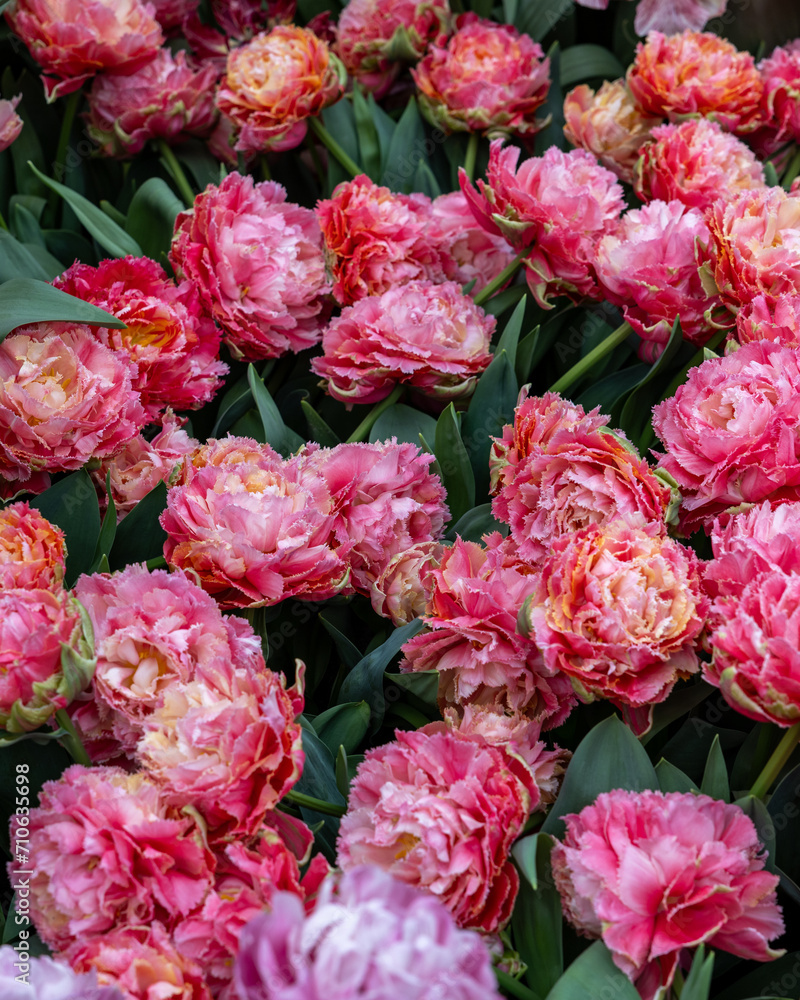White and red tulip called Chique Elegance, Crispa group. Tulips are divided into groups that are defined by their flower features White and red tulip called Chique Elegance, Crispa group. Tulips are divided into groups that are defined by their flower features