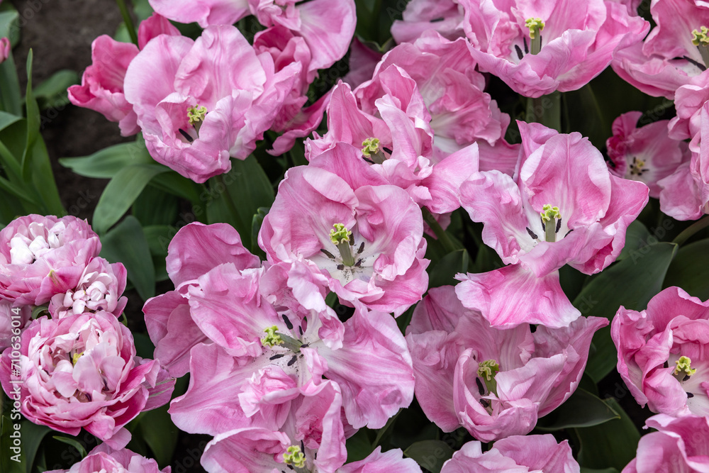 Pink tulip called 325-SV-05-1 Double Early group. Tulips are divided into groups that are defined by their flower features Pink tulip called 325-SV-05-1 Double Early group. Tulips are divided into groups that are defined by their flower features