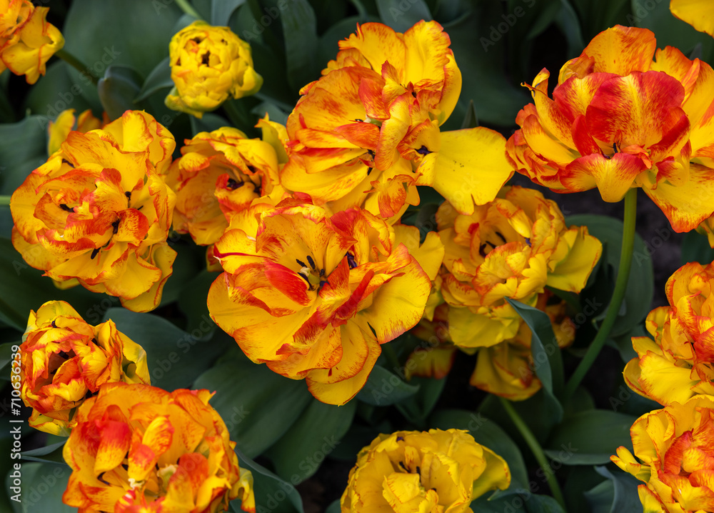 Yellow-orange tulip called 20-TV-07-29 Double Early group. Tulips are divided into groups that are defined by their flower features Yellow-orange tulip called 20-TV-07-29 Double Early group. Tulips are divided into groups that are defined by their flower features