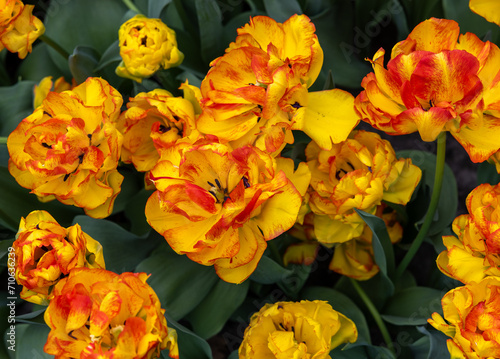 Yellow-orange tulip called 20-TV-07-29 Double Early group. Tulips are divided into groups that are defined by their flower features