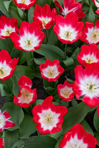 White and red tulip called Pipi, Triumph group. Tulips are divided into groups that are defined by their flower features