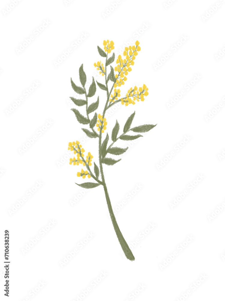 Fototapeta premium A single mimosa flower painted in watercolor