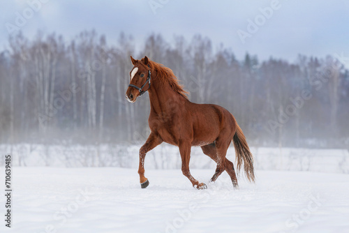 Beautiful horse running in winter