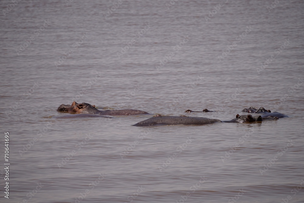 african wildlife, hippos in lake