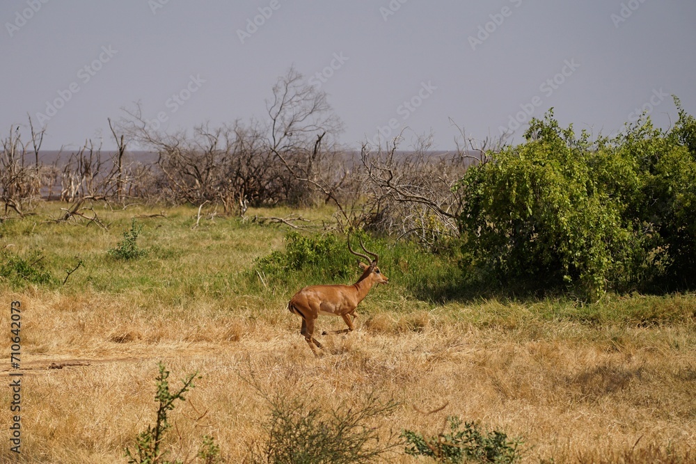 Fototapeta premium african wildlife, impala fleeing