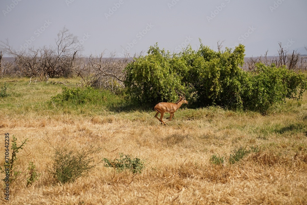 Naklejka premium african wildlife, impala fleeing