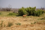 african wildlife, impala fleeing