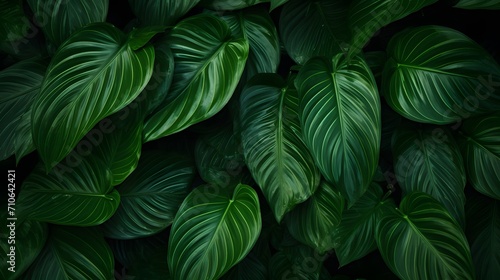 Closeup green leaves of tropical plant in garden. Dense dark green leaf with beauty pattern texture background. Green leaves for spa background. Green wallpaper. Top view ornamental plant in garden.
