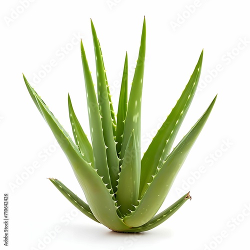 Fresh Aloe Vera Isolated on White Background.Healing Plant