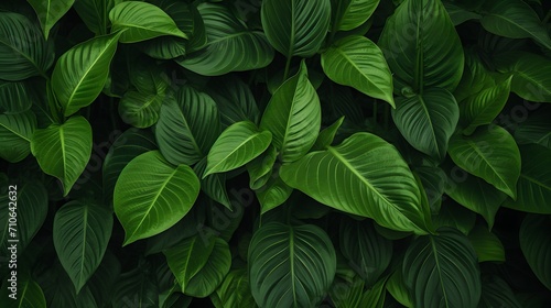 Closeup green leaves of tropical plant in garden. Dense dark green leaf with beauty pattern texture background. Green leaves for spa background. Green wallpaper. Top view ornamental plant in garden. 
