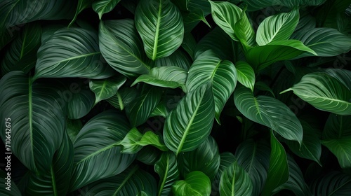 Closeup green leaves of tropical plant in garden. Dense dark green leaf with beauty pattern texture background. Green leaves for spa background. Green wallpaper. Top view ornamental plant in garden.  © Ziyan Yang