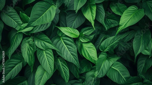 Closeup green leaves of tropical plant in garden. Dense dark green leaf with beauty pattern texture background. Green leaves for spa background. Green wallpaper. Top view ornamental plant in garden.  © Ziyan Yang