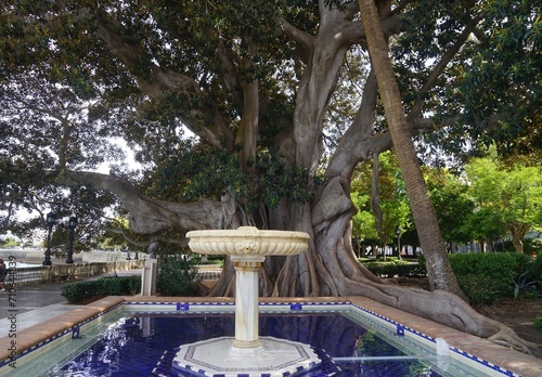 huge and old ficus tree and a fountain in the Alameda Hermanas Carvia Bernal y Clara Campoamor Garden in Cadiz, Andalusia, Spain photo