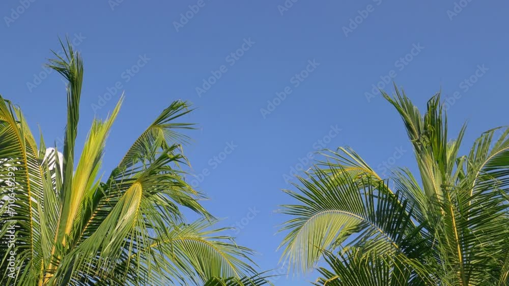Palm leaf swaying wind branches over blue sky background with white clouds with sun light, Summer background Palm leaf swaying wind branches over blue sky background with white clouds with sun light, Summer background