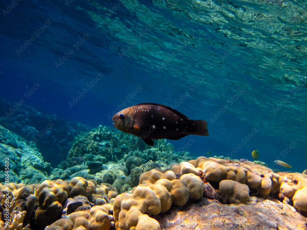 Fototapeta premium Fabulously beautiful inhabitants of the coral reef of the Red Sea
