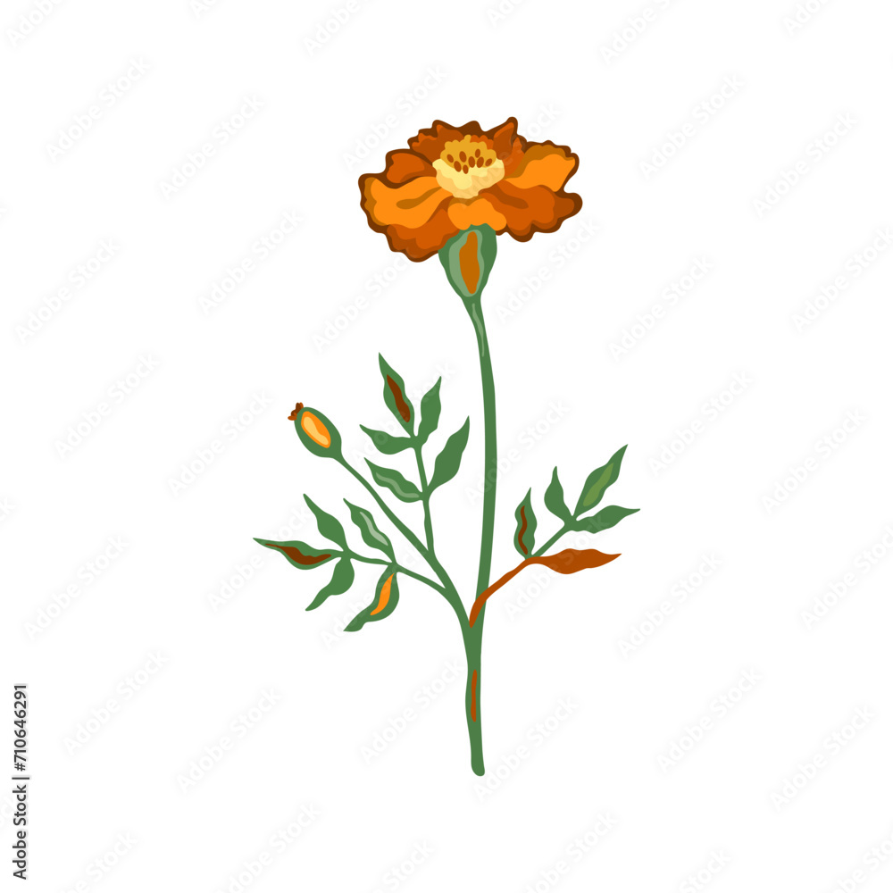 Vector illustration of marigold flower. Isolated on white background.