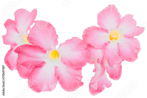Bright pink adenium obesum floral element isolated on white or transparent background. Beauty of tropical flowers and ornamental plants in nature. photo