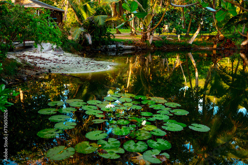 Fototapeta Naklejka Na Ścianę i Meble -  background of leaves and white water lilies in the pond