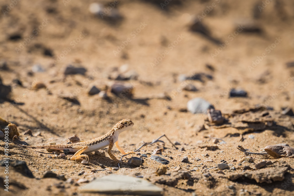 A predatory round-headed lizard in the hot Kyzylkum desert in Uzbekistan, Phrynocephalus hunts among the desert sands A predatory round-headed lizard in the hot Kyzylkum desert in Uzbekistan, Phrynocephalus hunts among the desert sands