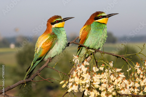 birds, bee-eater sitting on a branch in bloom