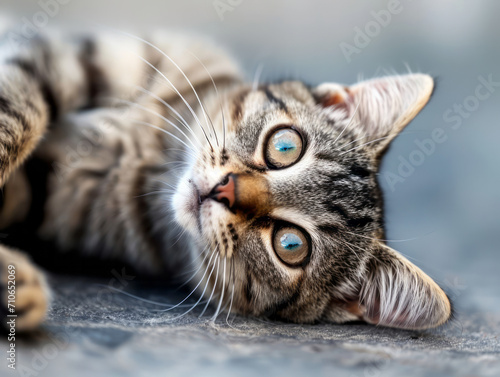Cute cat with blue eyes lying on the floor. Selective focus.