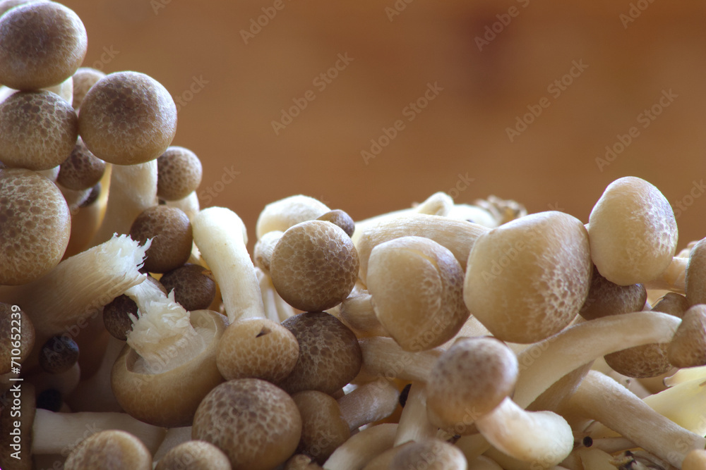 Brown shimeji mushrooms close-up background. Brown shimeji mushrooms close-up background.