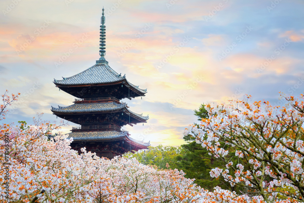 Ninna-ji Temple in Kyoto, Japan during beautiful full bloom cherry blossom season Ninna-ji Temple in Kyoto, Japan during beautiful full bloom cherry blossom season