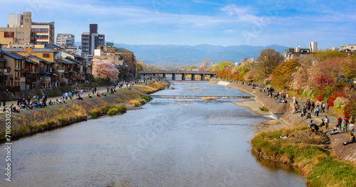 Kamogawa river  is one of the best cherry blossom spots in Kyoto city during springtime © coward_lion