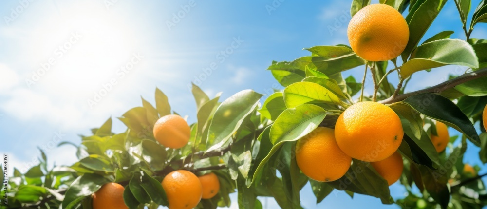 Ripe tangerines on the tree in the rays of the bright blue sky, A branch with natural oranges on a blurred background of an orange orchard